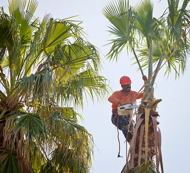  , USA Tree Removal Pros